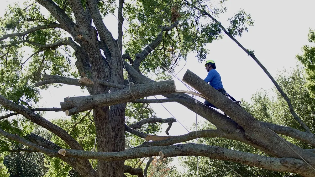 Professional Crown Thinning performed by certified arborists in Coldiron